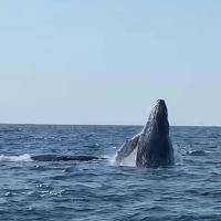 whale-2.jpg