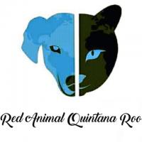 Red Animal Quintana Roo