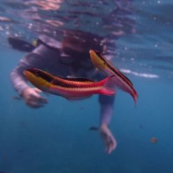 snorkel.jpg