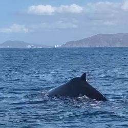 whale-11.jpg