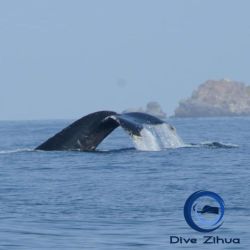 whale.jpg