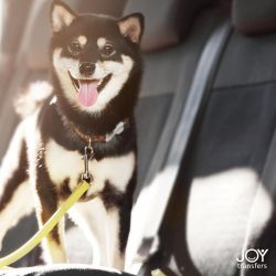 o-clients-cancun-joy-transfers-pet-friendly.jpeg