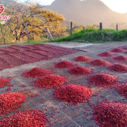 coffee-beans-drying-cafe-zihuatanejo.jpeg