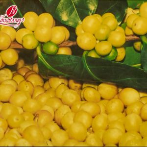coffee-fruits-zihuatanejo.jpeg