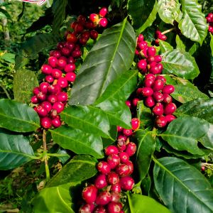 trees-and-fruits-of-cafe-zihuatanejo.jpeg